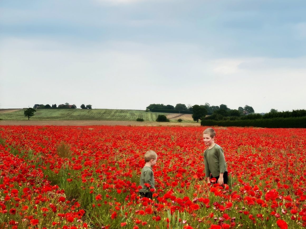 poppies
