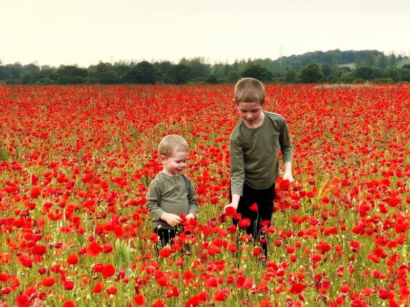 poppies June 2020