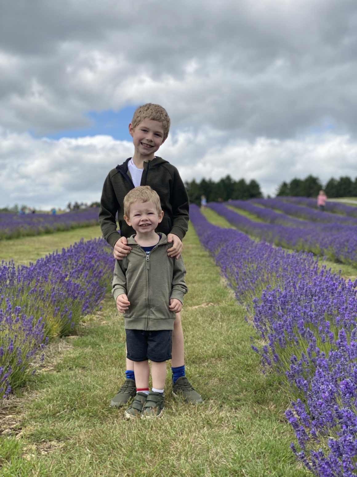 lavender fields 