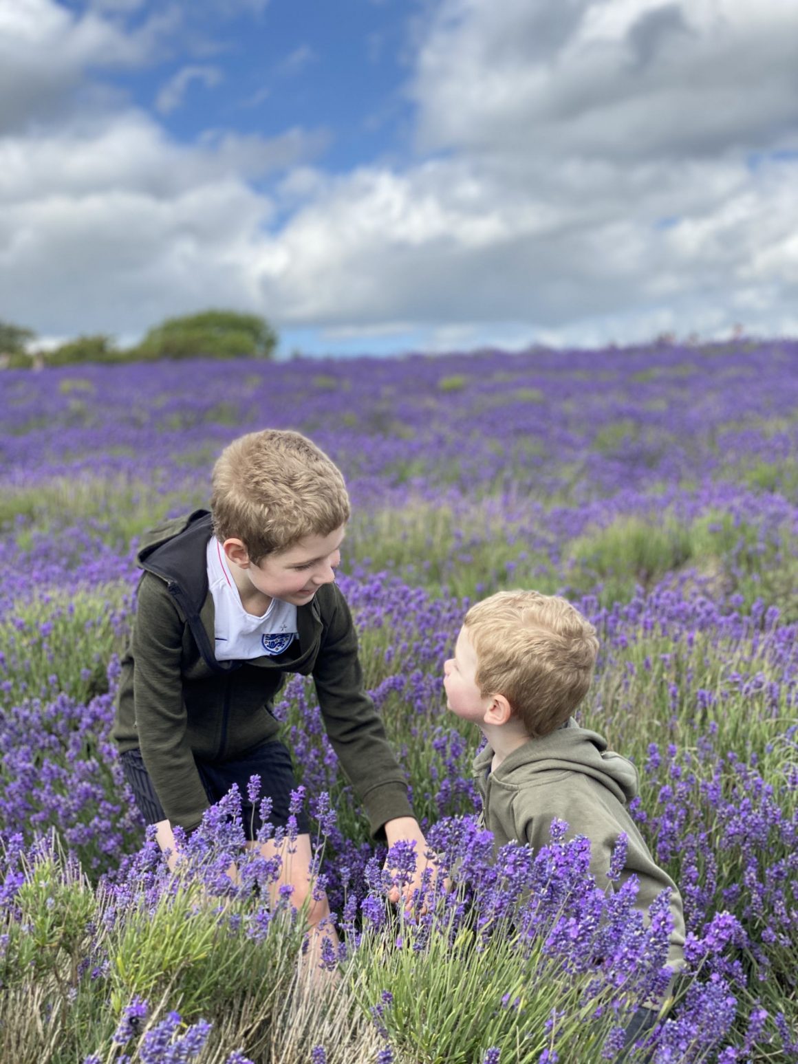 lavender fields 