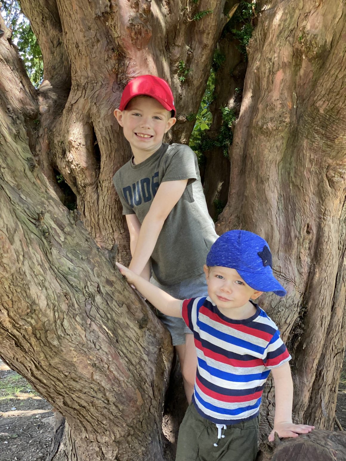 Boys in tree