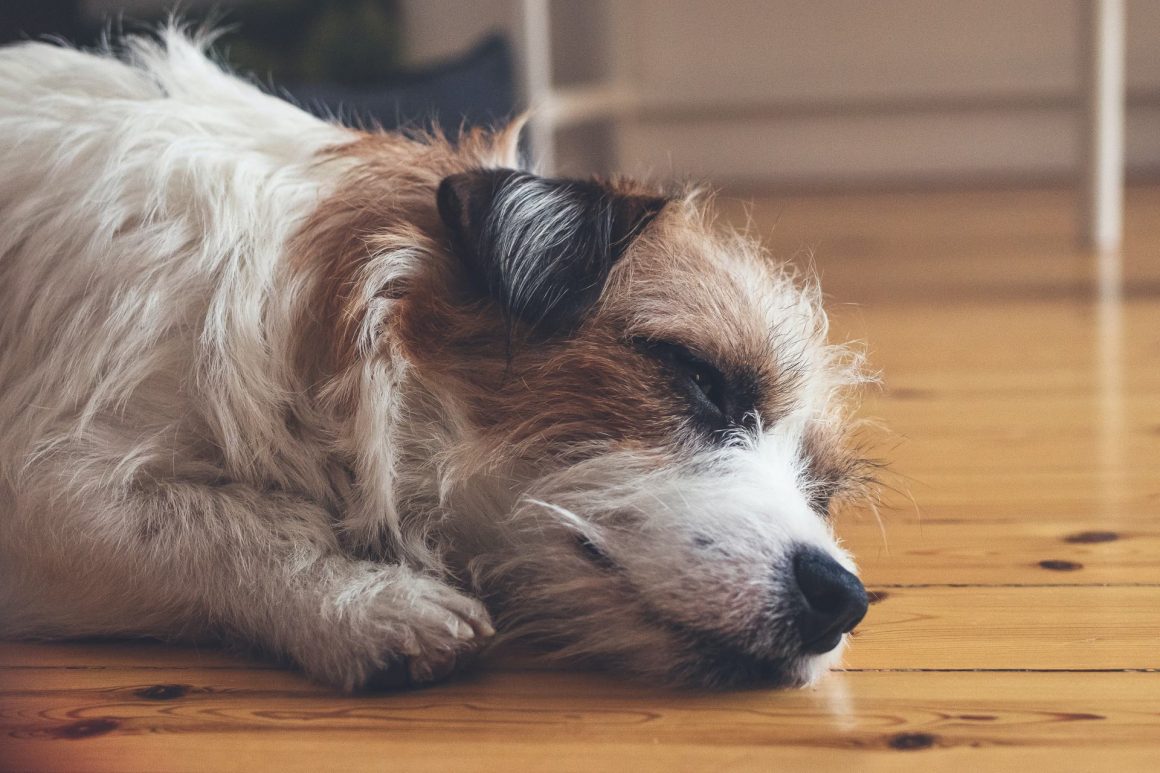 dog on wooden flooring 