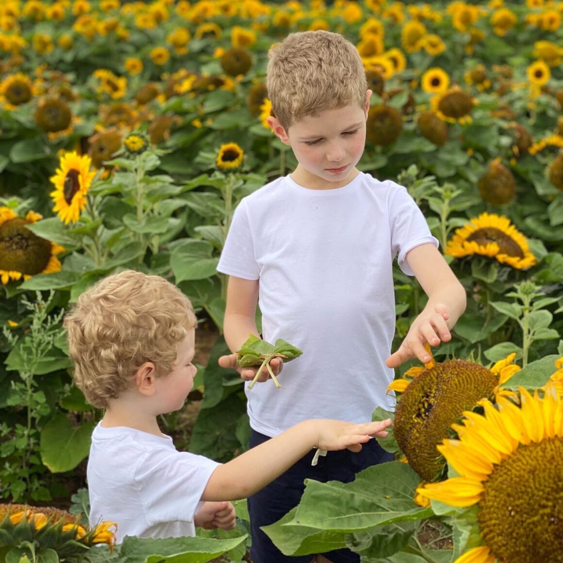 Sunflower fields
