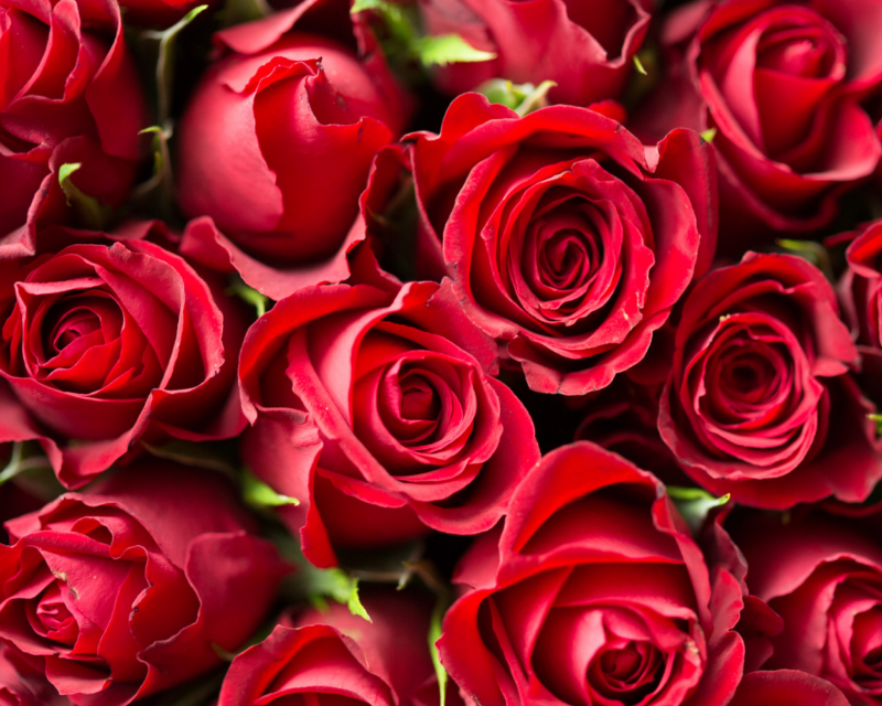 Valentines Red Roses