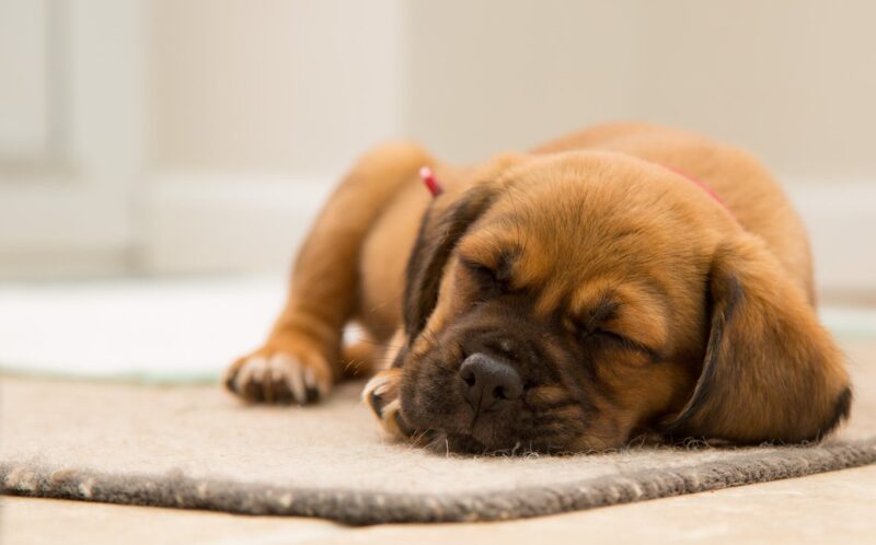 dog sleeping