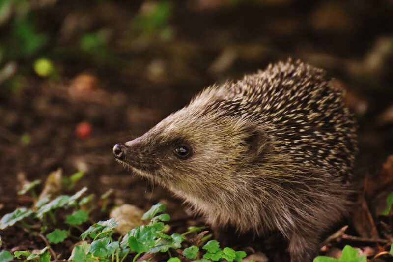 Wonderful wildlife: creatures that appreciate a garden hedge