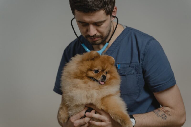 Family Dogs and Health Concerns: Understanding Common Canine Diseases
