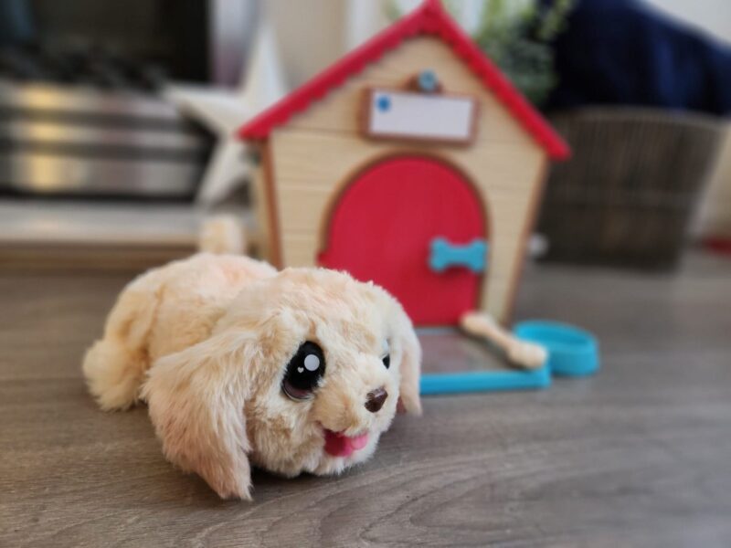 5 ways to encourage a love of animals in children