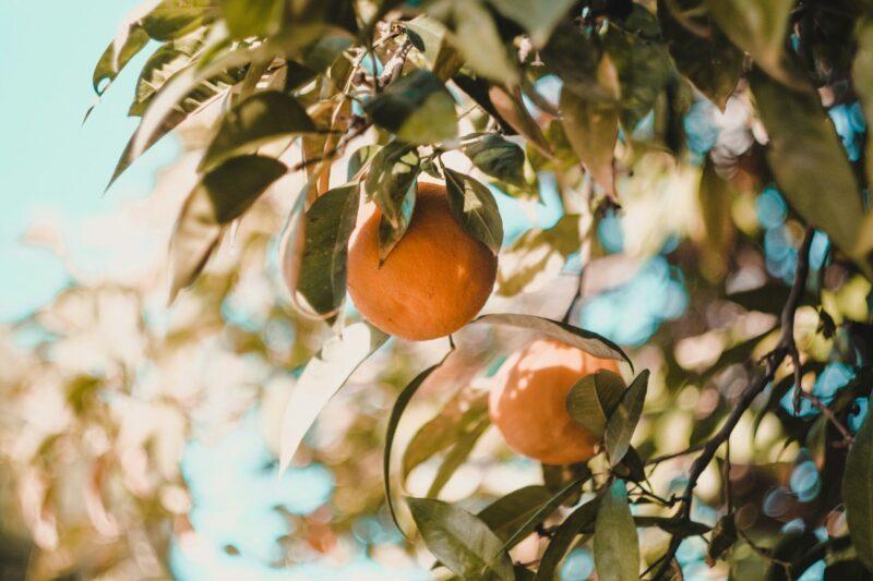Taste the Sunshine: The Sensory Experience of Arbequina Olives and Fresh Oranges