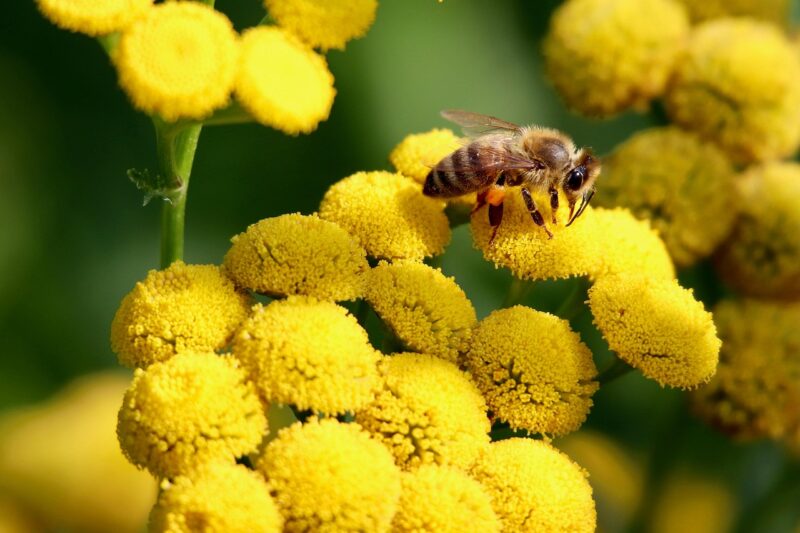 Planning a Garden That Grows With You