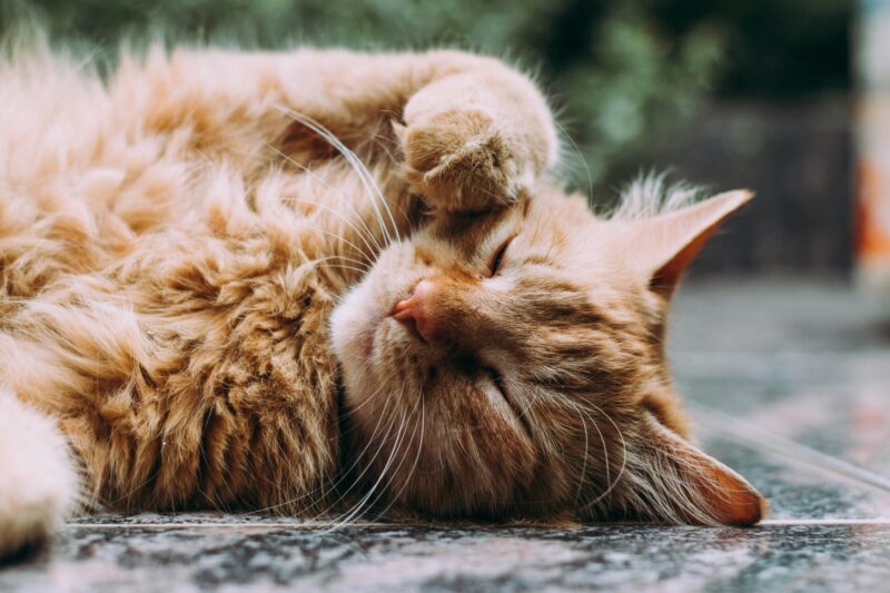 How Can You Safely Prevent Fleas and Ticks on Your Cat Without Harsh Chemicals: Effective Natural Methods