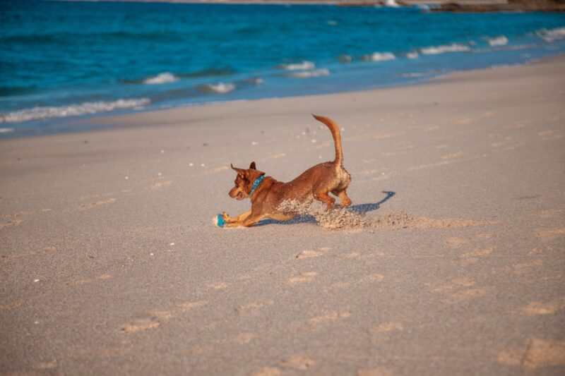 How to Help Your Family Dog Stay Active as They Get Older