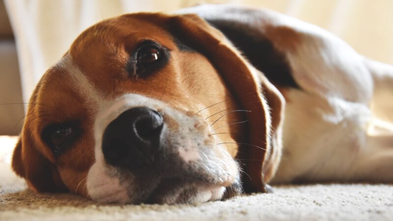 5 Warning Signs Your Dog May Be Experiencing Cognitive Decline