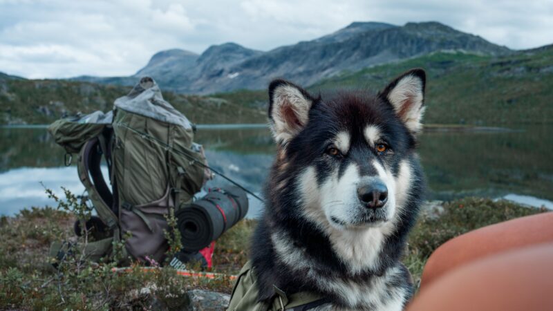How Freeze Dried Treats for Dogs Make the Perfect Trail Companion Snack